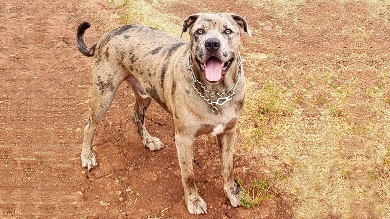 Catahoula Bulldog