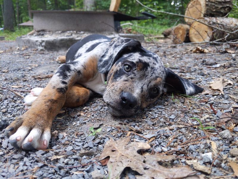 Catahoula Leopard Dog