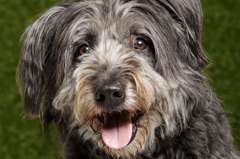 Catalan Sheepdog