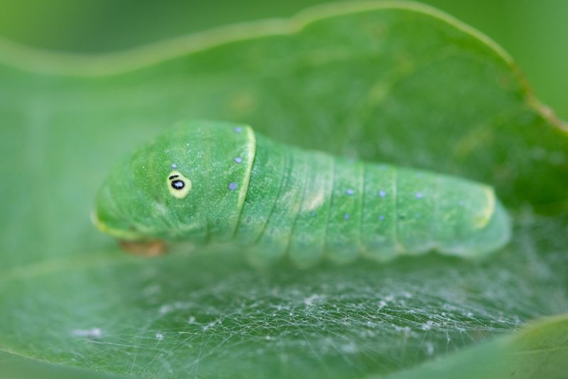 Caterpillar Transformation