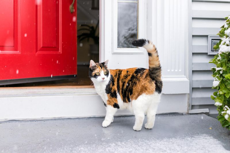 Cats' Ability to Find Their Way Home