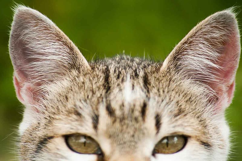 Cats Can Rotate Their Ears 180 Degrees