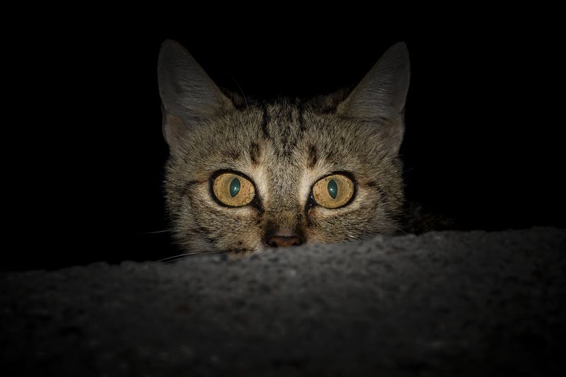 Cats Have Night Vision