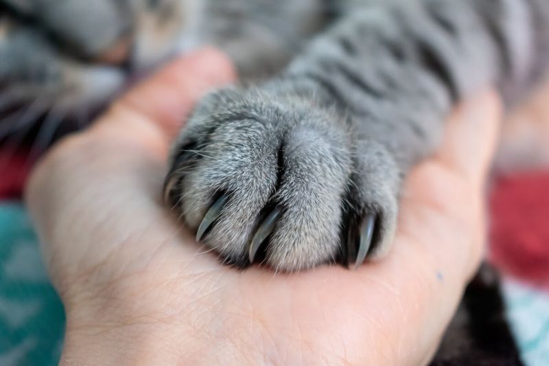 Cats Have Retractable Claws