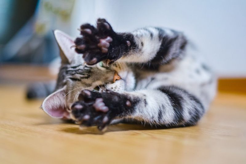 Cats Have Sensitive Paws