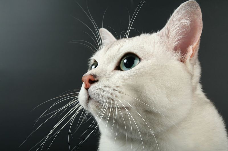 Cats Have Whisker Sensitivity