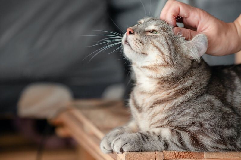 Cats Have a Unique Breathing Pattern