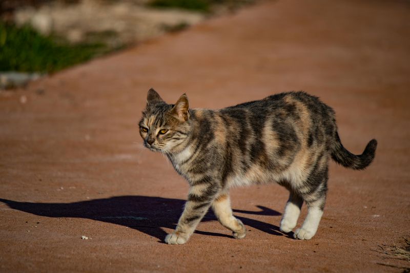 Cats Have a Unique Gait