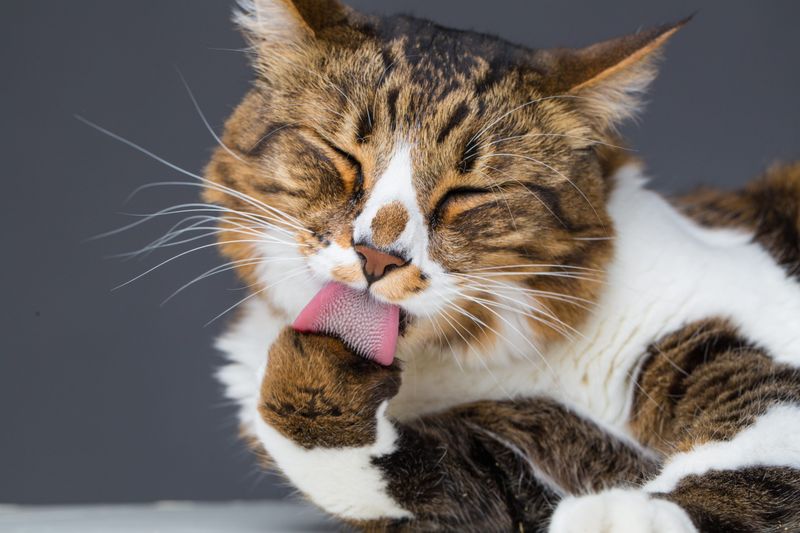 Cats Have a Unique Grooming Behavior