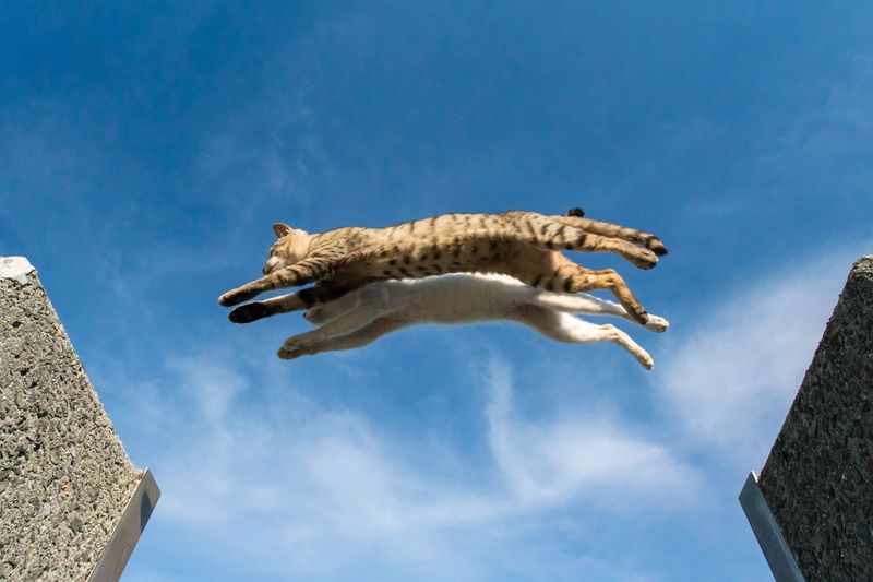 Cats Have an Extraordinary Jumping Ability