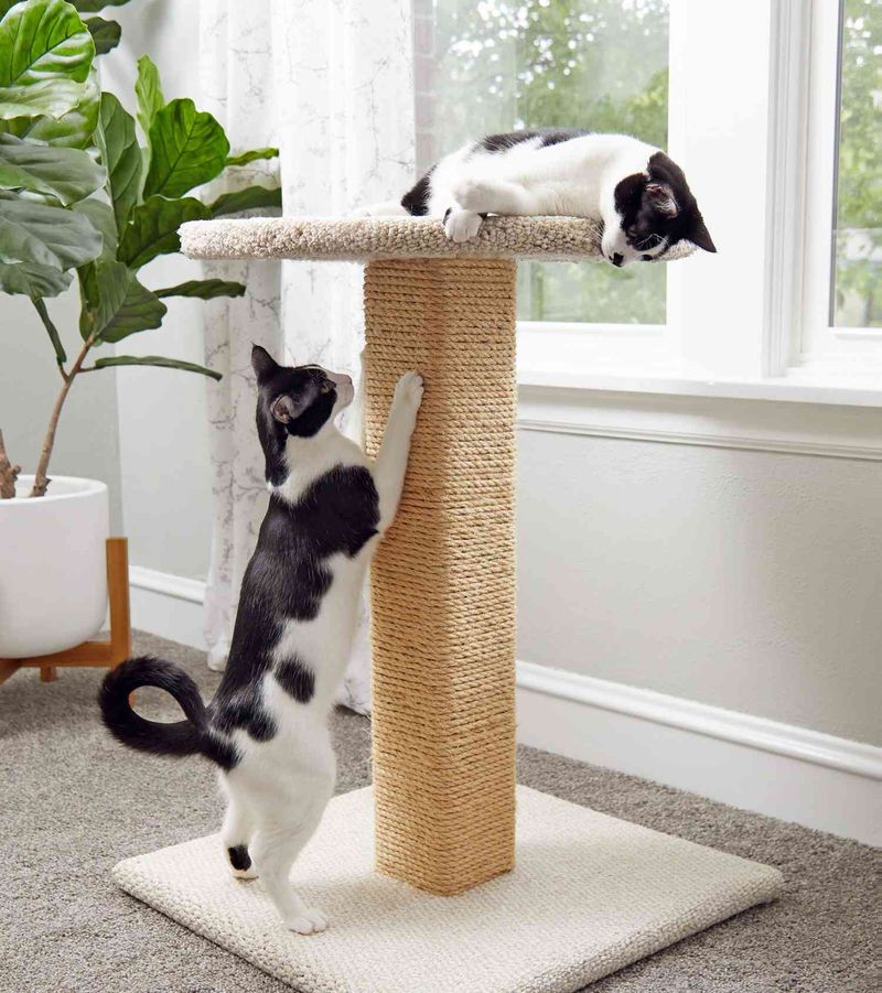 All Scratch Posts Are Created Equal