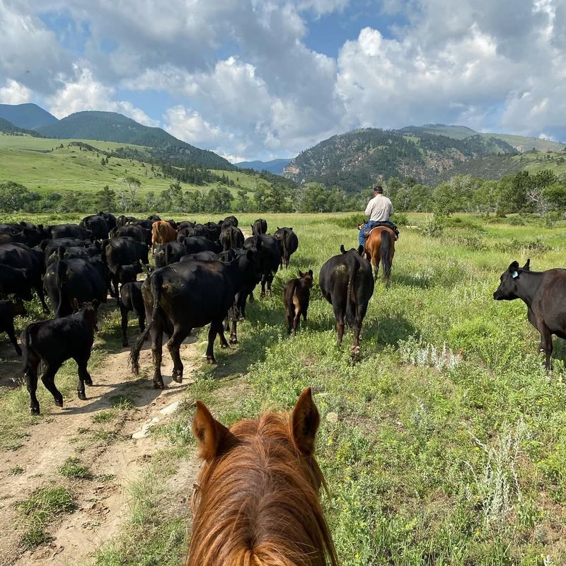 Cattle Drives