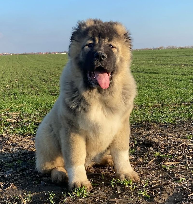 Caucasian Shepherd Dog