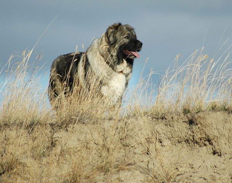 Caucasian Shepherd Dog