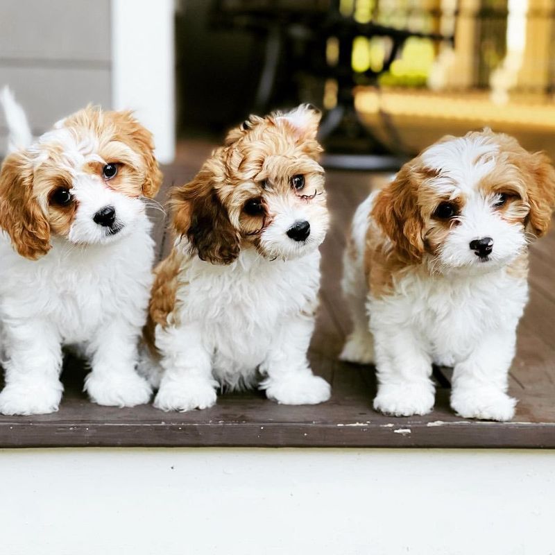 Cavachon