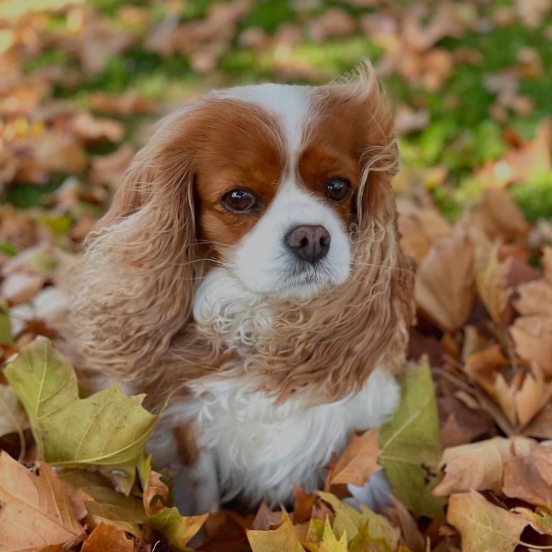 Cavalier King Charles Spaniel