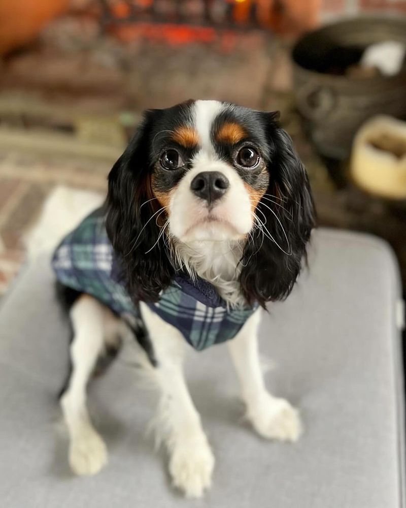 Cavalier King Charles Spaniel