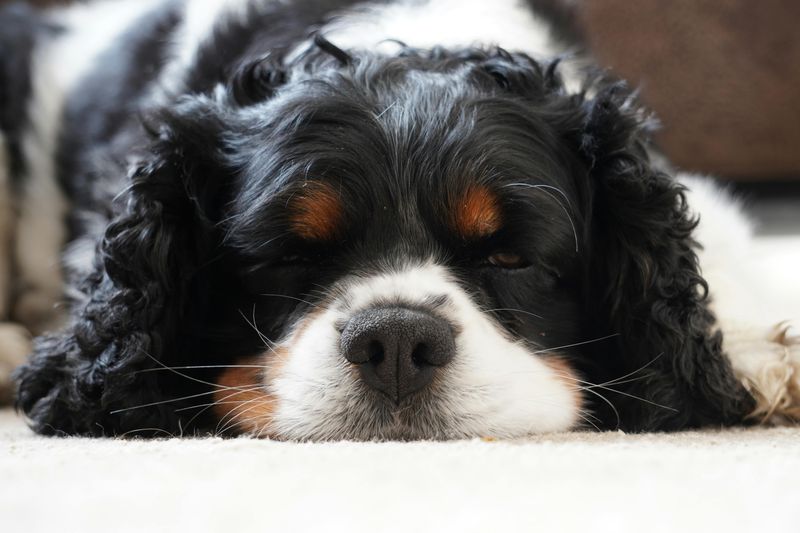 Cavalier King Charles Spaniel