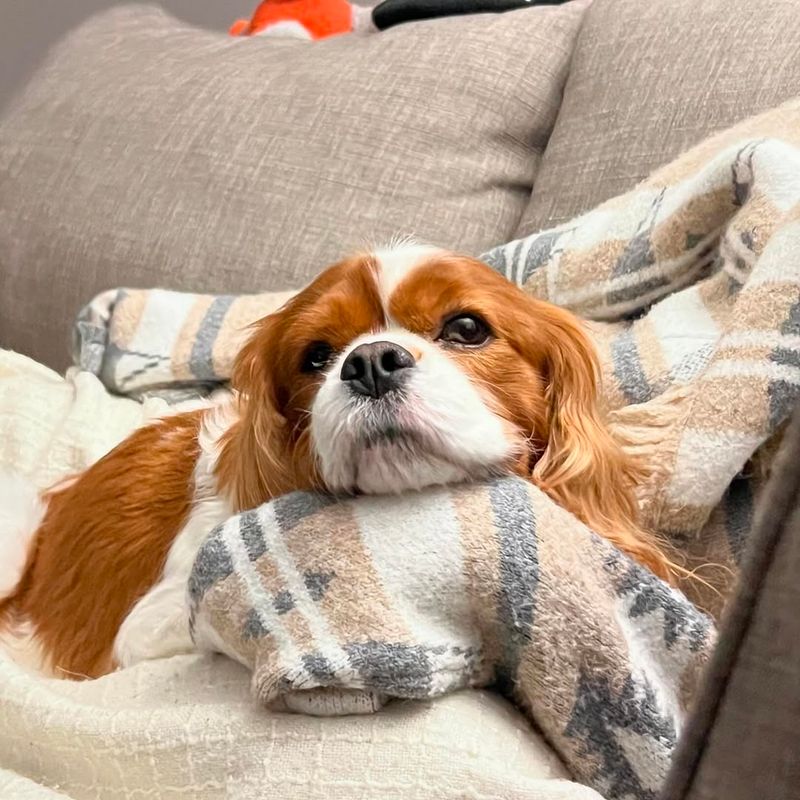 Cavalier King Charles Spaniel