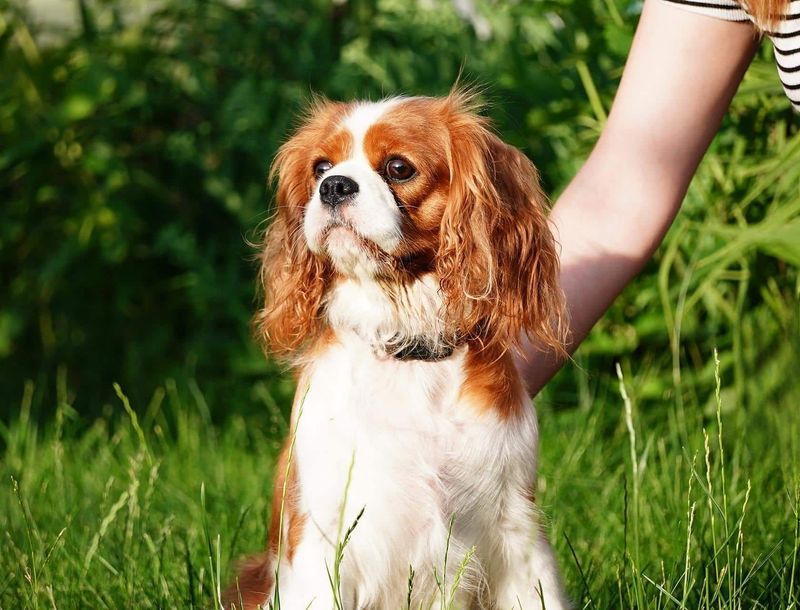 Cavalier King Charles Spaniel