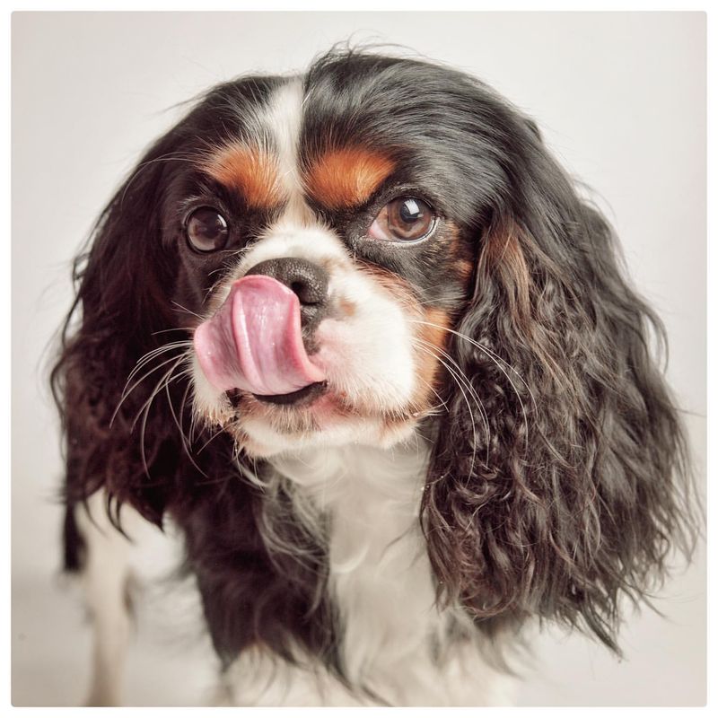 Cavalier King Charles Spaniel