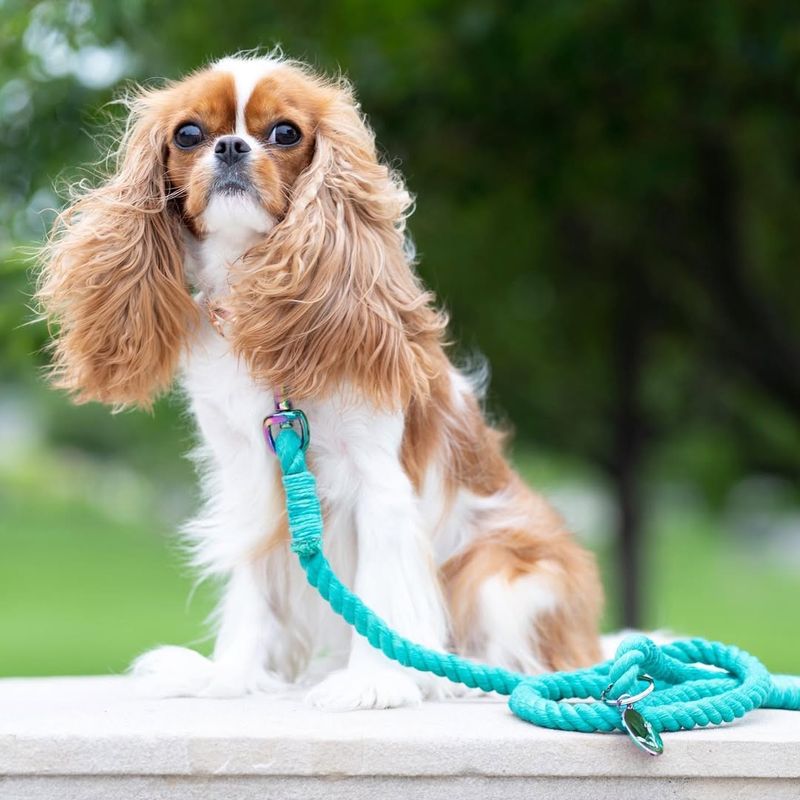 Cavalier King Charles Spaniel