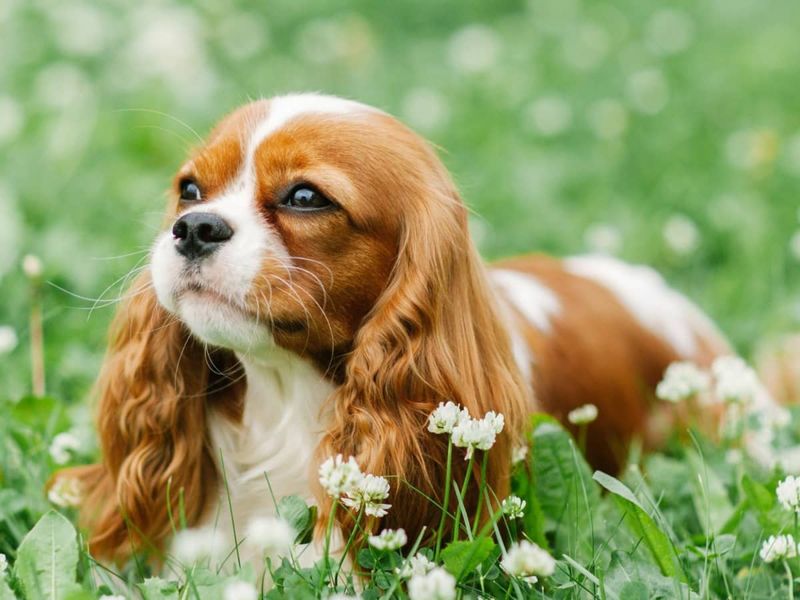 Cavalier King Charles Spaniel