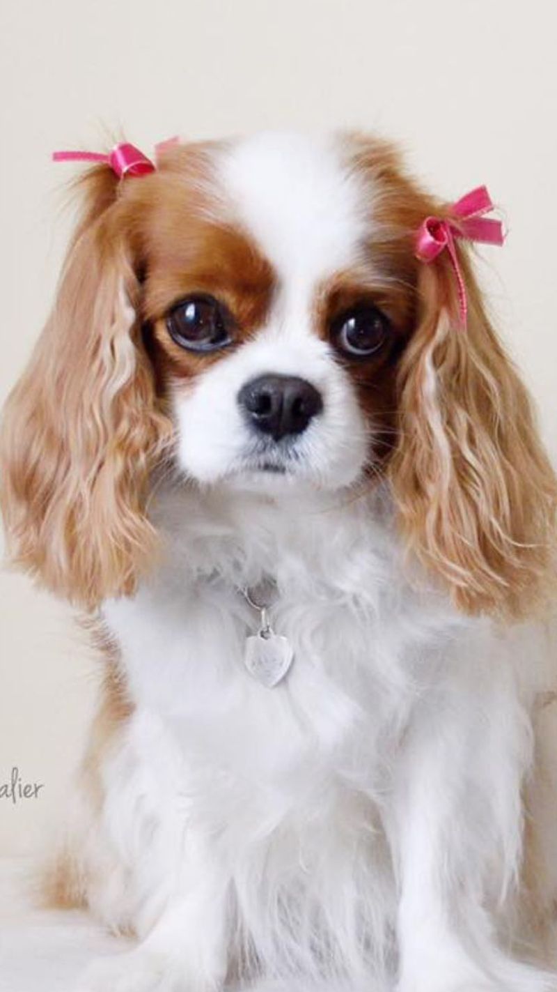 Cavalier King Charles Spaniel