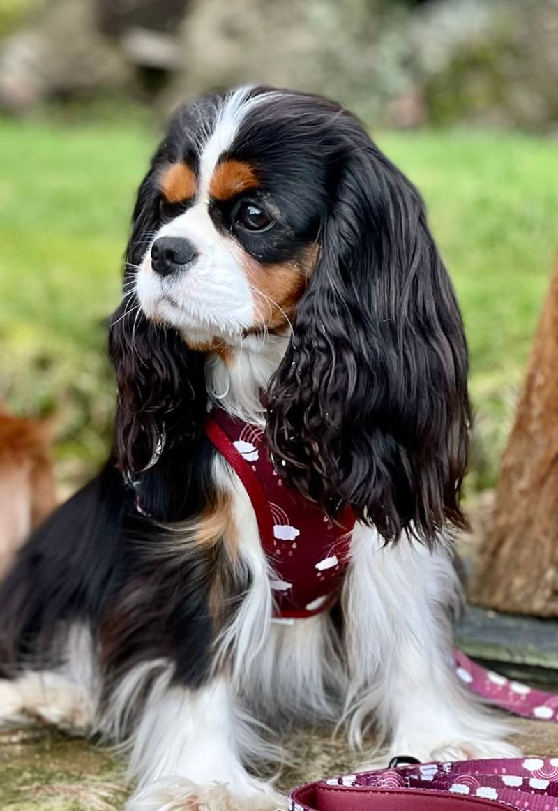 Cavalier King Charles Spaniel