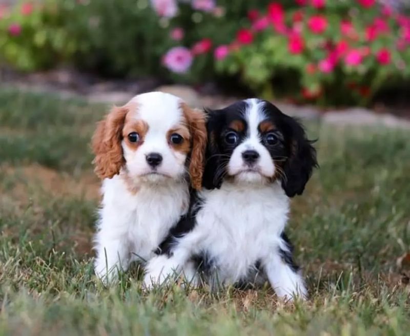 Cavalier King Charles Spaniel