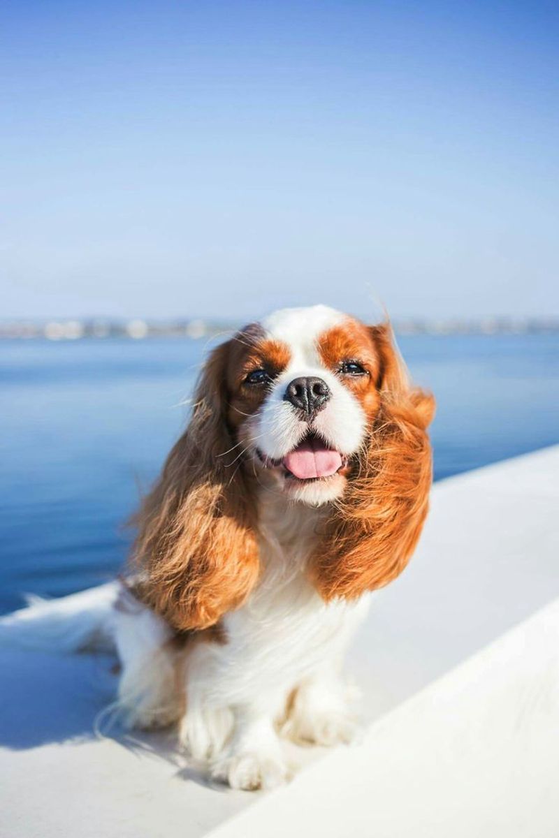 Cavalier King Charles Spaniel