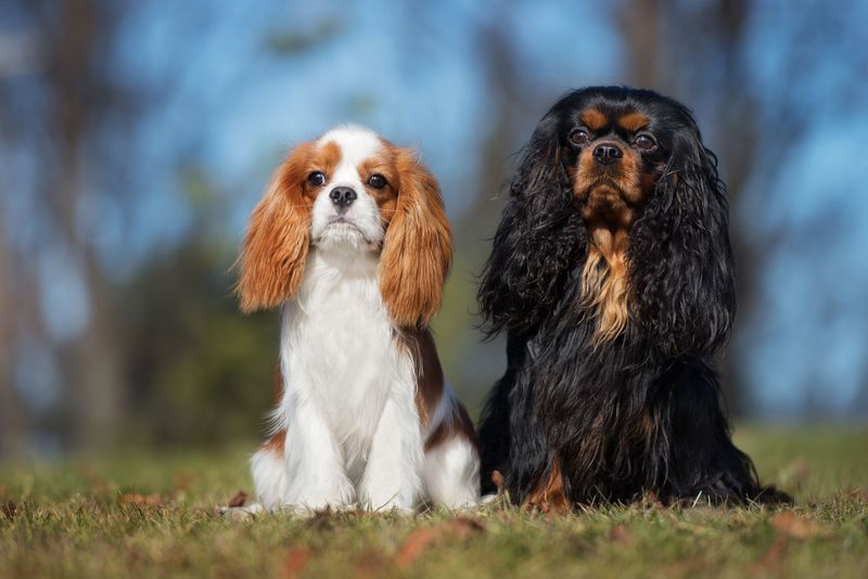 Cavalier King Charles Spaniel - Heart Disease