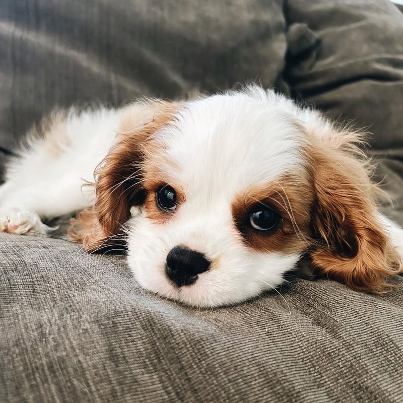 Cavalier King Charles Spaniel Puppy