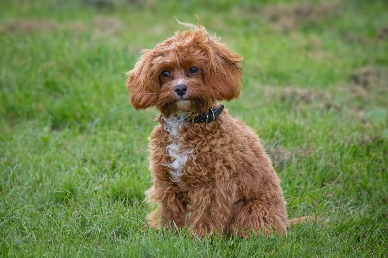 Cavapoo