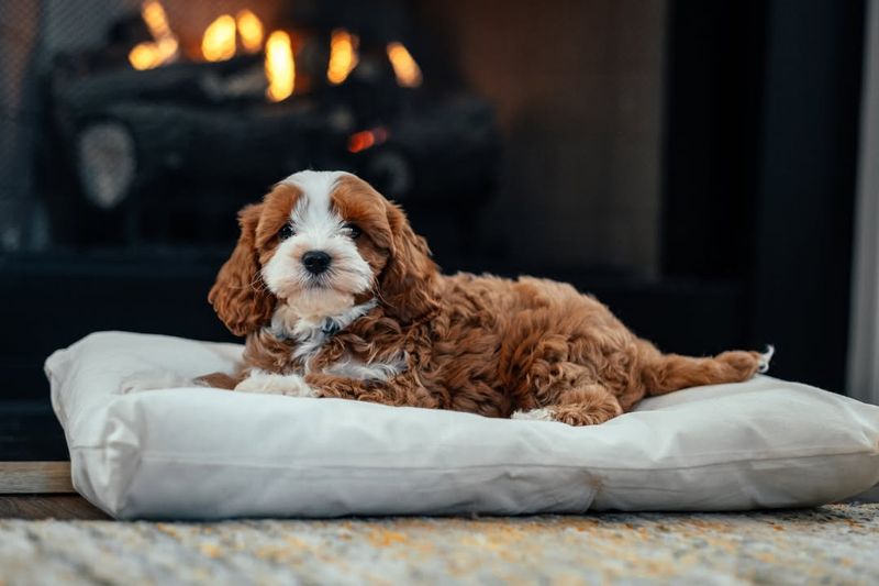 Cavapoo