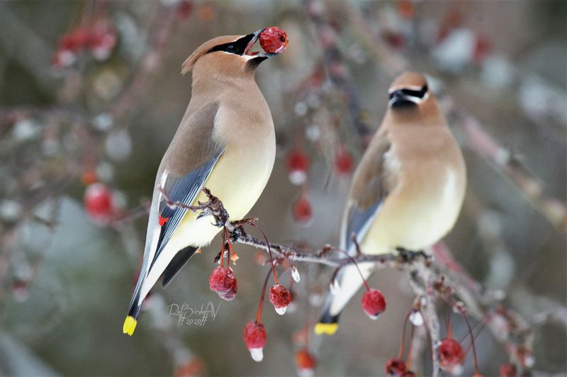 Cedar Waxwing