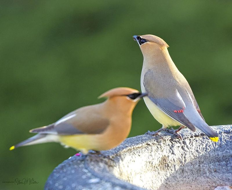 Cedar Waxwing