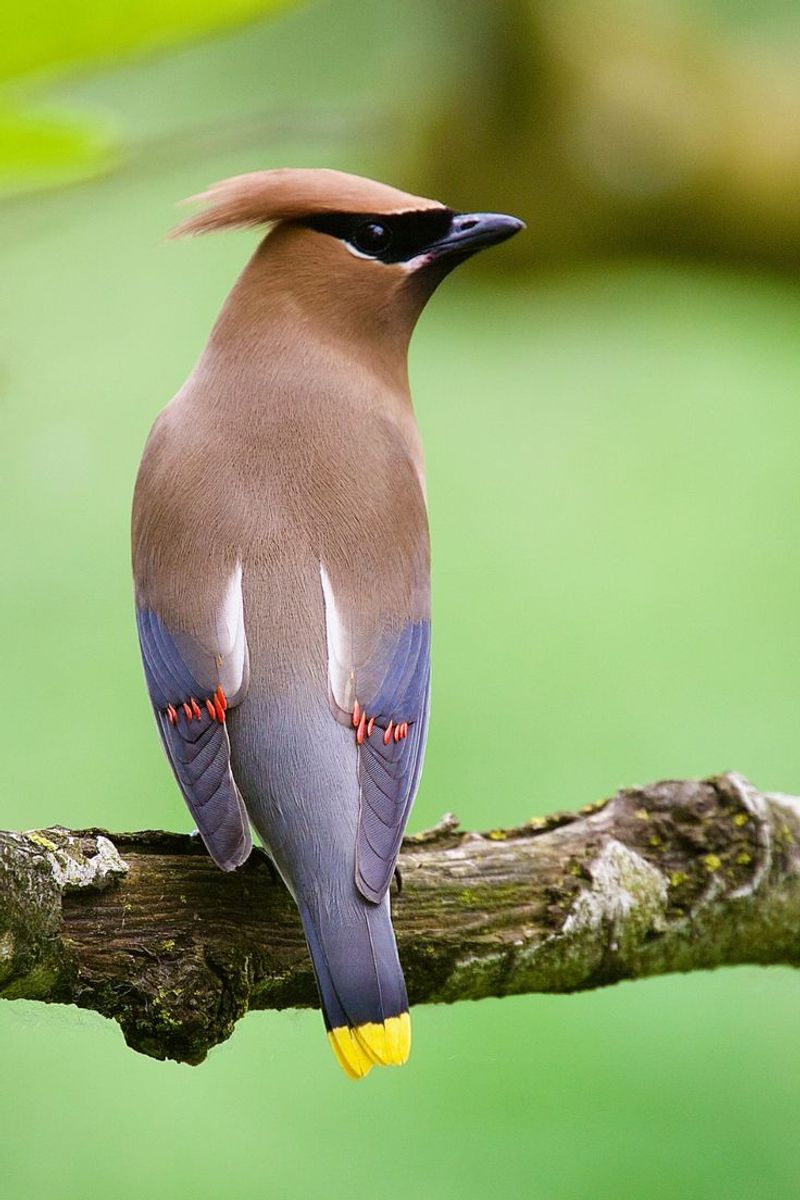 Cedar Waxwing