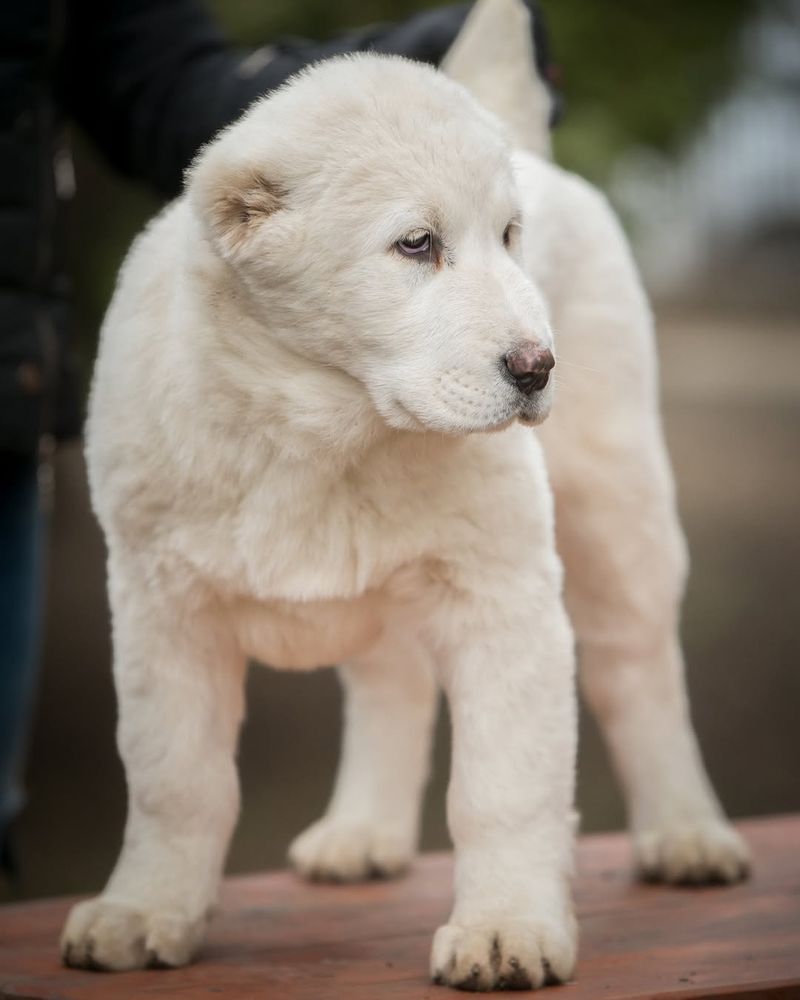 Central Asian Shepherd Dog