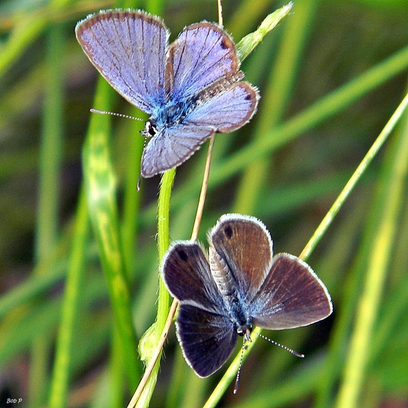 Ceraunus Blue - Florida