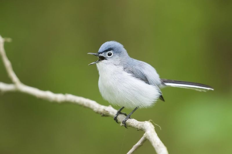 Blue-gray Gnatcatcher