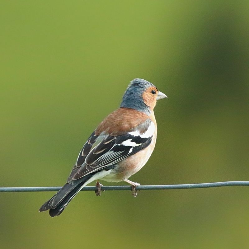 Chaffinch