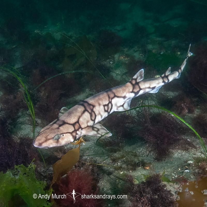 Chain Catshark