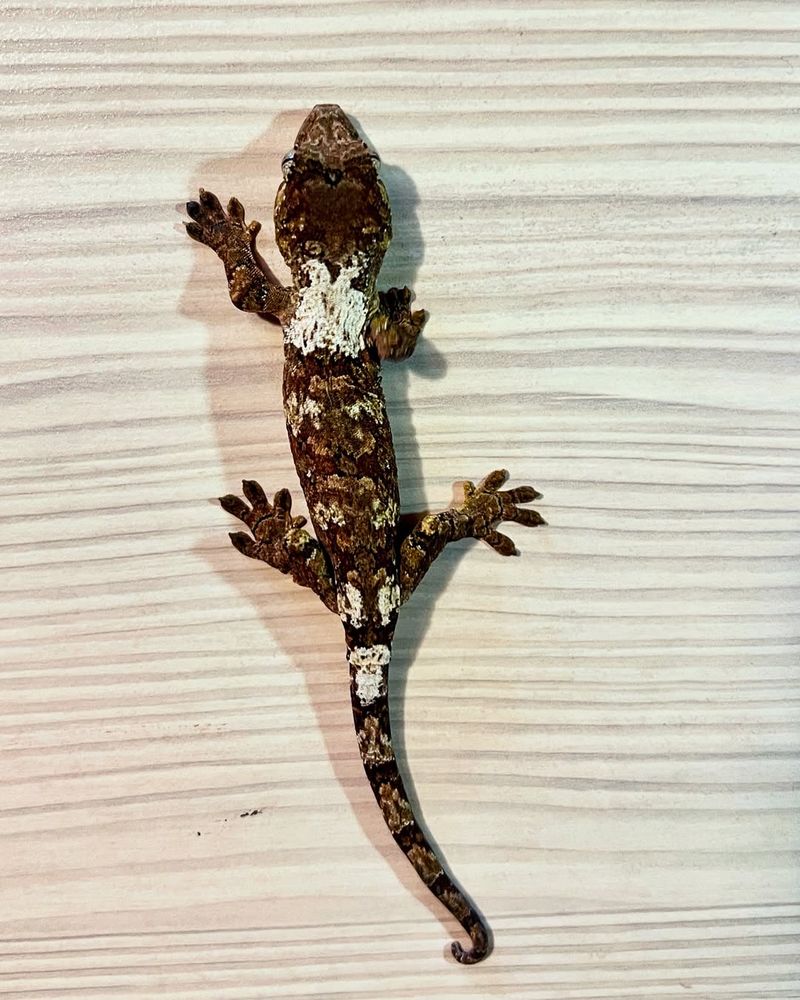 Gecko – Climbing Walls