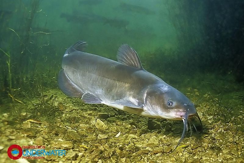 Channel Catfish