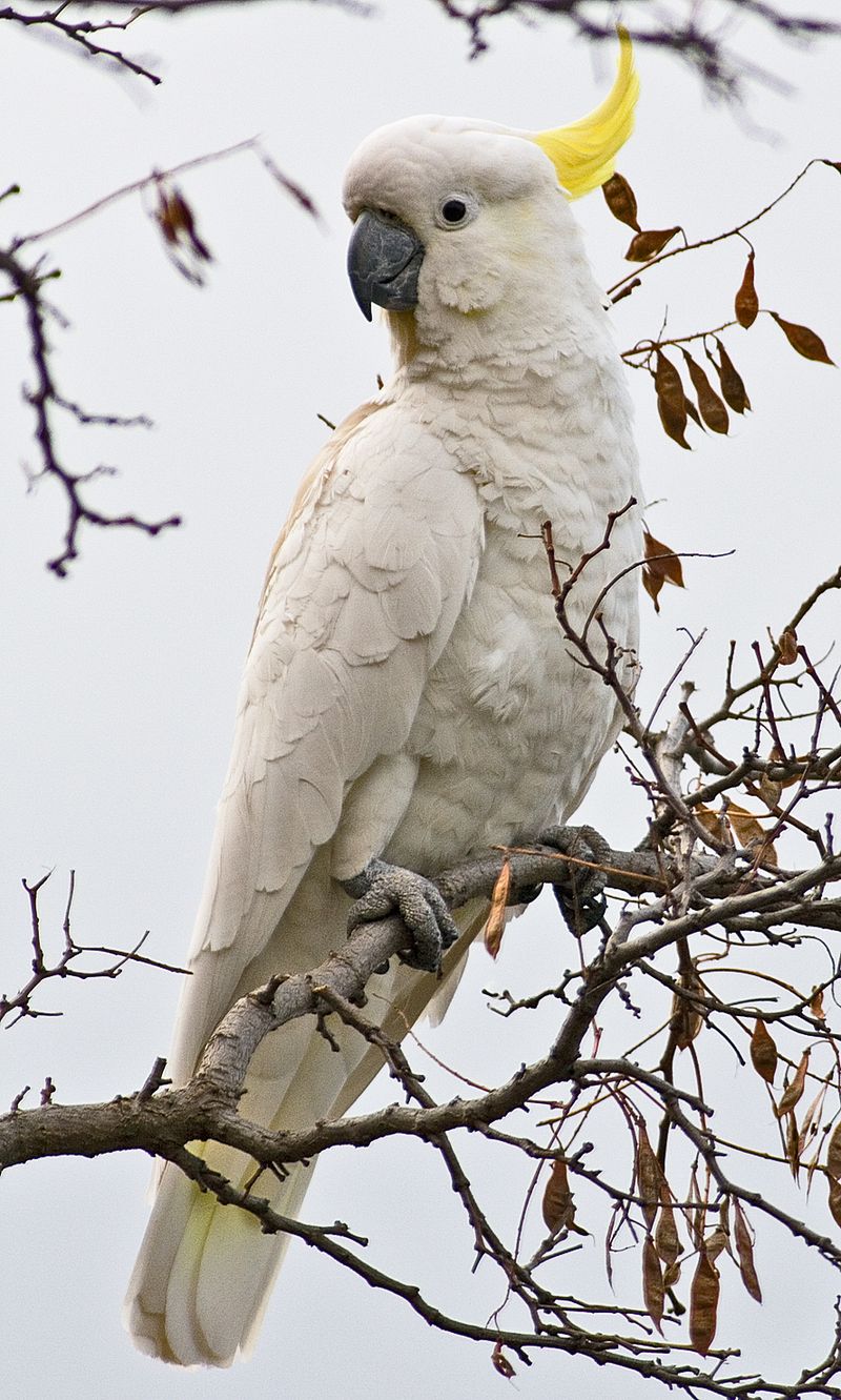 Sarah (White Cockatoo)