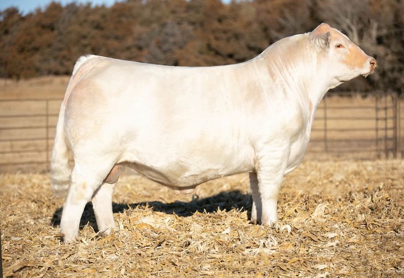 Charolais