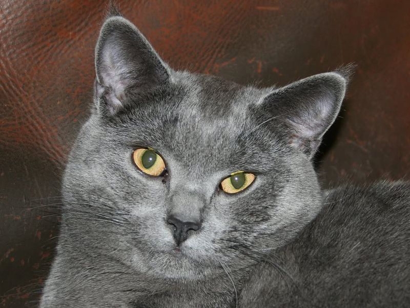 Chartreux