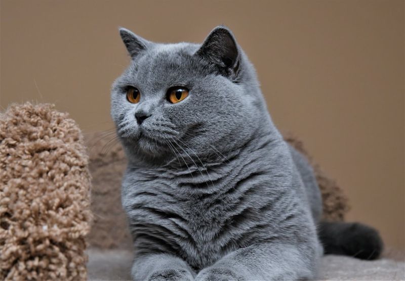 Chartreux