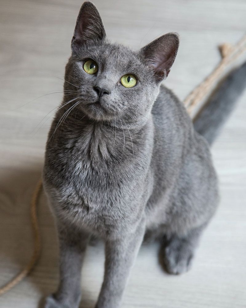 Chartreux